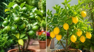 Trồng chanh trong chậu nên chọn chanh quả xanh hay chanh vàng Mỹ?