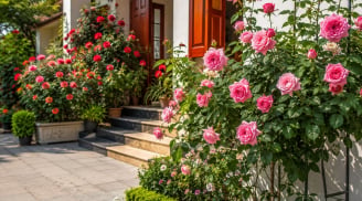 Trồng hoa hồng trước nhà, chú ý điều này cây sẽ nhiều hoa nở quanh năm mà không phải hối tiếc