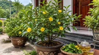 Vì sao gần đây nhiều người thích trồng trà hoa vàng trong chậu trước nhà?