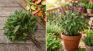 Cách trồng húng quế trong chậu bằng phần gốc bỏ đi, cây nhanh ra nhiều nhánh, thu hái quanh năm