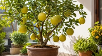 Trồng cây bưởi phong thủy trong chậu: Làm đúng cách để cây sai quả, thu hút sinh khí vào nhà