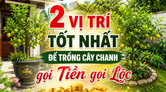 2 vị trí tốt nhất để trồng cây chanh gọi Tiền gọi Lộc