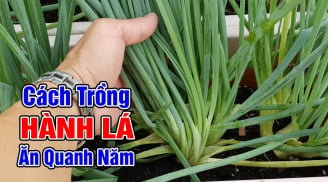 Cách trồng hành nhanh đẻ nhánh, cây khỏe lá ra quanh năm