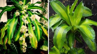 3 vị trí tốt nhất trồng cây Thiết Mộc Lan