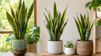 Người tuổi nào, mệnh nào hợp trồng cây lưỡi hổ phong thủy? Đặt đúng chỗ, hút tài lộc và may mắn