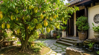 Cách chọn vị trí đặt cây khế phong thủy: Vừa làm đẹp không gian, vừa được xem là nơi hút vận may