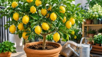 Cách trồng cây chanh vàng Mỹ trong chậu cho nhiều quả, cây khỏe, trái sai quanh năm