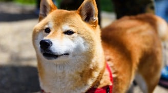 Câu chuyện cảm động phía sau những chú chó trung thành nhất thế giới