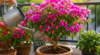 Chậu hoa giấy sợ nhất 2 thứ này, sửa ngay kẻo cây chỉ tốt lá mà chẳng chịu ra hoa