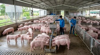 Giá heo hơi hôm nay 21/8: Chỉ 2 địa phương tăng giá, thị trường đi ngang