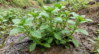 Loại rau gia vị thơm đặc biệt, mọc dại ở bờ ruộng có tên trong Sách đỏ Việt Nam