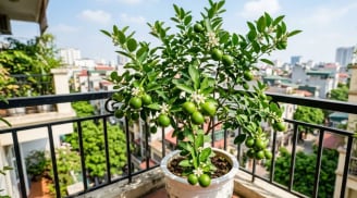Người thuộc 2 mệnh này hợp trồng cây chanh nhất