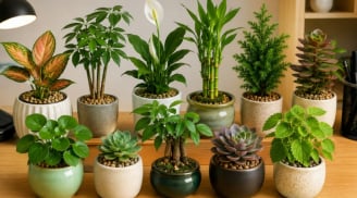 12 con giáp nên trồng cây cảnh phong thủy gì để dễ tập trung, tăng cảm giác thích thú làm việc