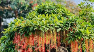 3 vị trí tốt nhất để trồng cây lộc vừng