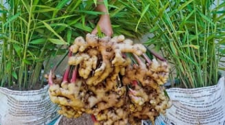 Cách trồng gừng nhanh mọc mầm, củ sai rúc rích