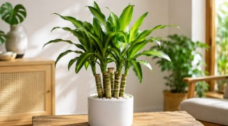 Người tuổi nào, mệnh nào thích hợp trồng cây thiết mộc lan phong thủy?
