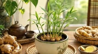  Vì sao ngày càng có nhiều người thích trồng cây gừng phong thủy? Những ý nghĩa bất ngờ phía sau