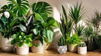 Vì sao phong thủy thích cây lá to, dáng lá tròn hơn lá nhỏ, lá nhọn?