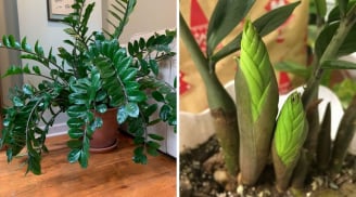 3 vị trí tốt nhất trồng cây Kim Tiền hút lộc