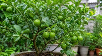 Cách trồng chanh trong chậu vẫn sai quả, lá xanh tốt quanh năm: Chỉ cần nhớ 6 bí quyết này