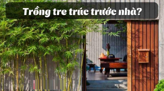 Có nên trồng tre trúc trước cổng nhà không?