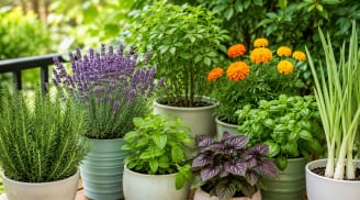 Những loại cây trồng vừa đẹp vừa có công dụng đuổi muỗi, đặt trong nhà hay ngoài ban công đều hợp