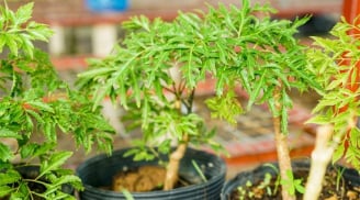 3 mệnh hợp nhất để trồng cây đinh lăng