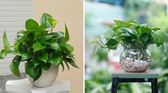 3 vị trí tốt nhất để trồng cây Trầu Bà hút lộc