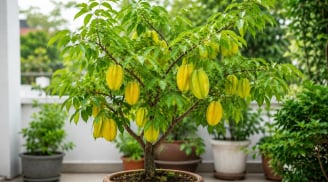 Cây khế phong thủy trồng chậu: Đặt ở vị trí này vừa đẹp nhà vừa được xem là hút tài lộc