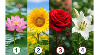 Chọn 1 bông hoa để xem 7 ngày tới bạn gặp may mắn hay khó khăn thế nào