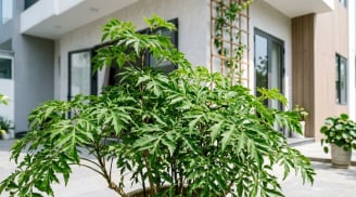 Trong nhà có 3 vị trí tốt nên trồng cây đinh lăng
