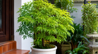 Trồng cây đinh lăng nên đặt ở vị trí nào tốt cho phong thủy?