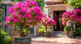 Vị trí tốt nhất trồng chậu hoa giấy để vừa đẹp vừa tốt phong thủy
