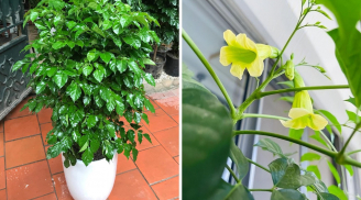 3 vị trí tốt nhất để trồng cây hạnh phúc hút lộc
