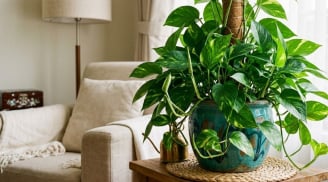 Người thuộc 3 mệnh này trồng cây trầu bà, tài lộc nhân đôi