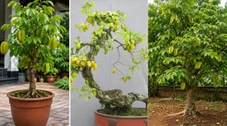 Trồng cây khế phong thủy: Trồng chậu thông thường hay tạo dáng bonsai hay trồng xuống đất cho thật lớn?
