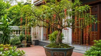 Trồng cây lộc vừng phong thủy trong chậu: Đặt đúng vị trí để cây đẹp, nhà thêm vượng khí