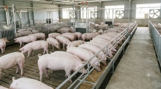 Giá heo hơi hôm nay 28/8: Miền Bắc tiếp tục giảm, thị trường ba miền đi về đâu?