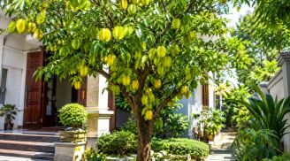 Trồng cây khế phong thủy: Nên trồng trước hay sau nhà để vừa đẹp vừa hút tài lộc?