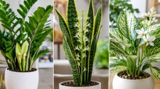 3 cây cảnh bất ngờ nở hoa được xem là điềm báo cát lành, gia chủ sắp đón vận may tài lộc