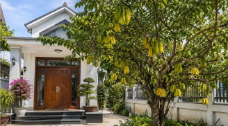 Có nên trồng cây khế trước nhà?