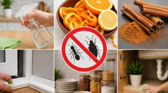 Mẹo đuổi kiến, gián khỏi nhà không cần hóa chất: 7 cách đơn giản, dễ làm mà hiệu quả