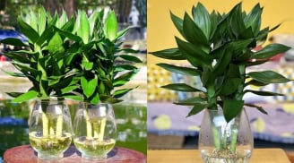 3 vị trí tốt nhất trồng cây phát tài phát lộc