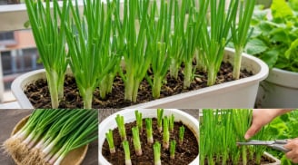 Cách trồng hành lá trong chậu đơn giản, xanh tốt quanh năm, tránh sai lầm khiến cây vàng úa