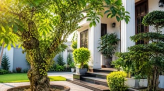 Trồng cây sung phong thủy nên trồng trước hay sau nhà? Vị trí nhiều người chọn sai