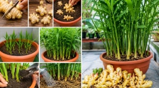 Cách trồng gừng trong chậu để gừng đẻ nhiều nhánh, nhiều củ