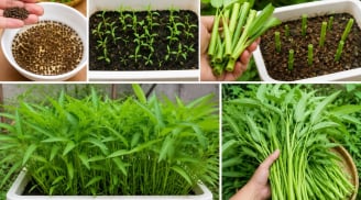 Cách trồng rau muống trong chậu dễ dàng, thu hái quanh năm