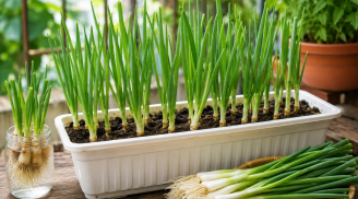 Cách trồng hành lá từ gốc bỏ đi, mẹo để có chậu hành xanh tốt quanh năm