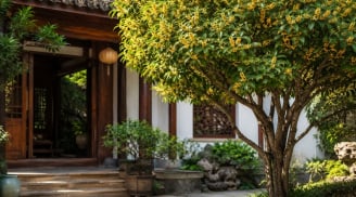 Lưu ý cho những ai thích trồng cây mộc hương trước nhà