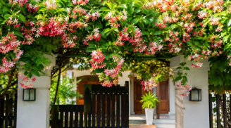 Những điều nhất định phải nhớ khi có giàn sử quân tử trước nhà, tránh gây hại